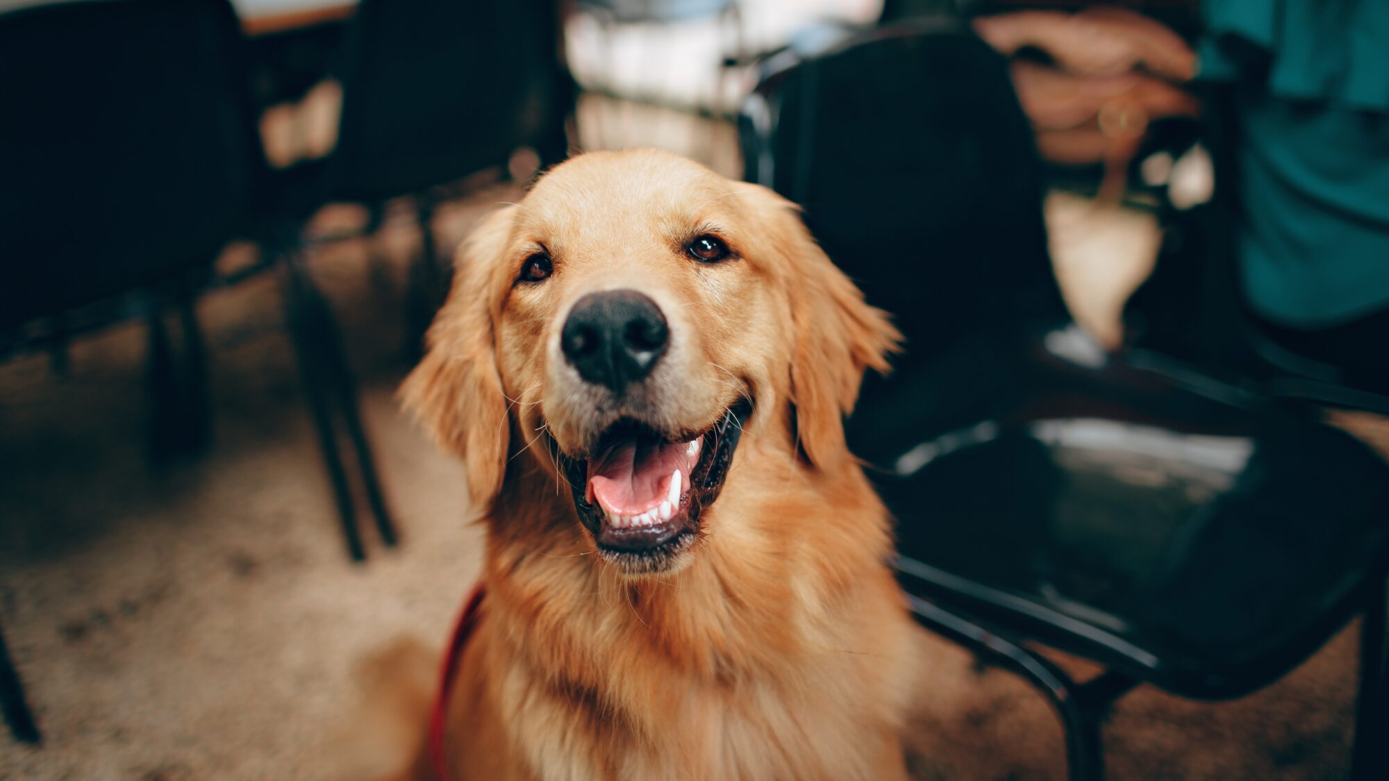Training Tips for a Happy and Well-Behaved Pet