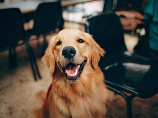 Training Tips for a Happy and Well-Behaved Pet