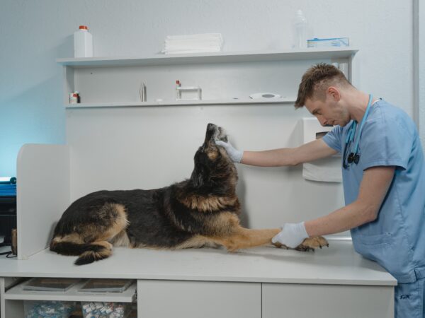 The Importance of Regular Vet Visits and Vaccinations for Your Pet